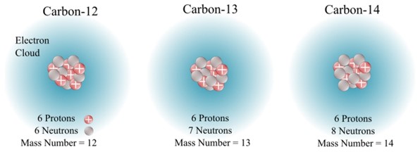 Different types of carbon isotopes. Same number of protons but different number of neutrons.