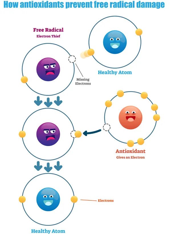 how antioxidants help to reduce damage caused by free radicals