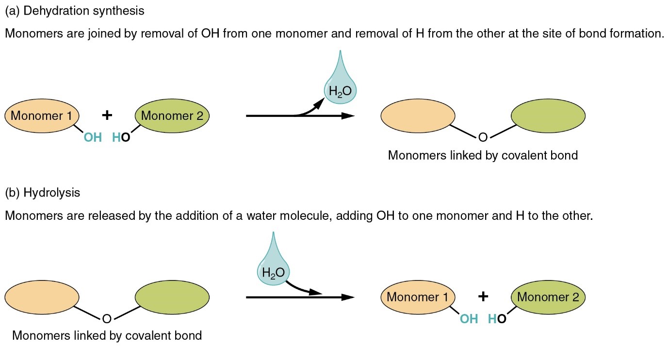 hydrolysis vs dehydration