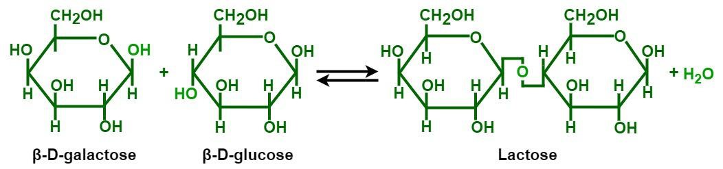 lactose formation