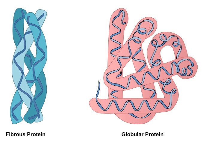 Different shapes of protein.