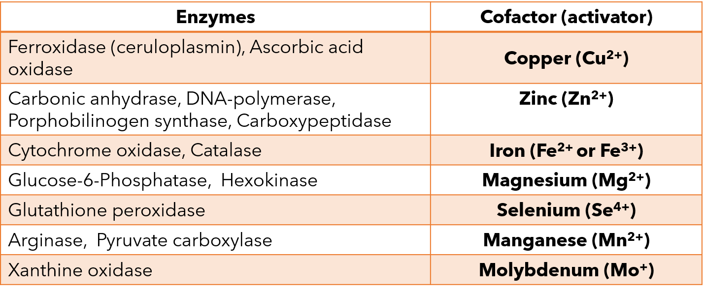 activator and the enzymes they activating