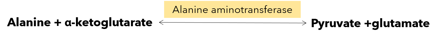 alanine converts into pyruvate, producing glutamate