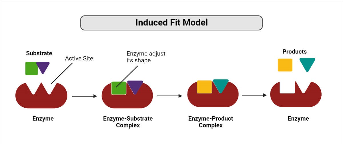 induced-fit model