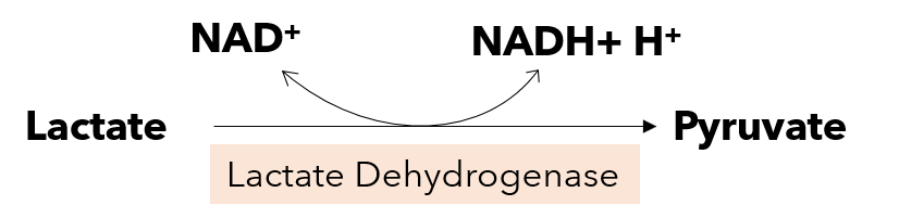 oxireductase specific example