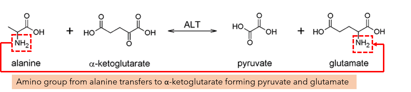 The process of transferring functional group (in this case, amino group) to another molecule