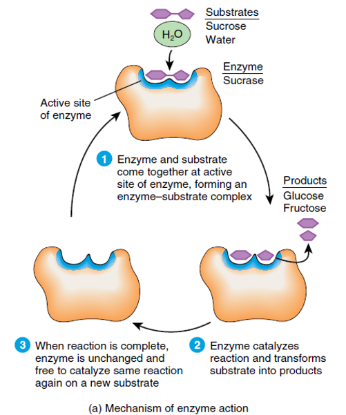 enzymatic action