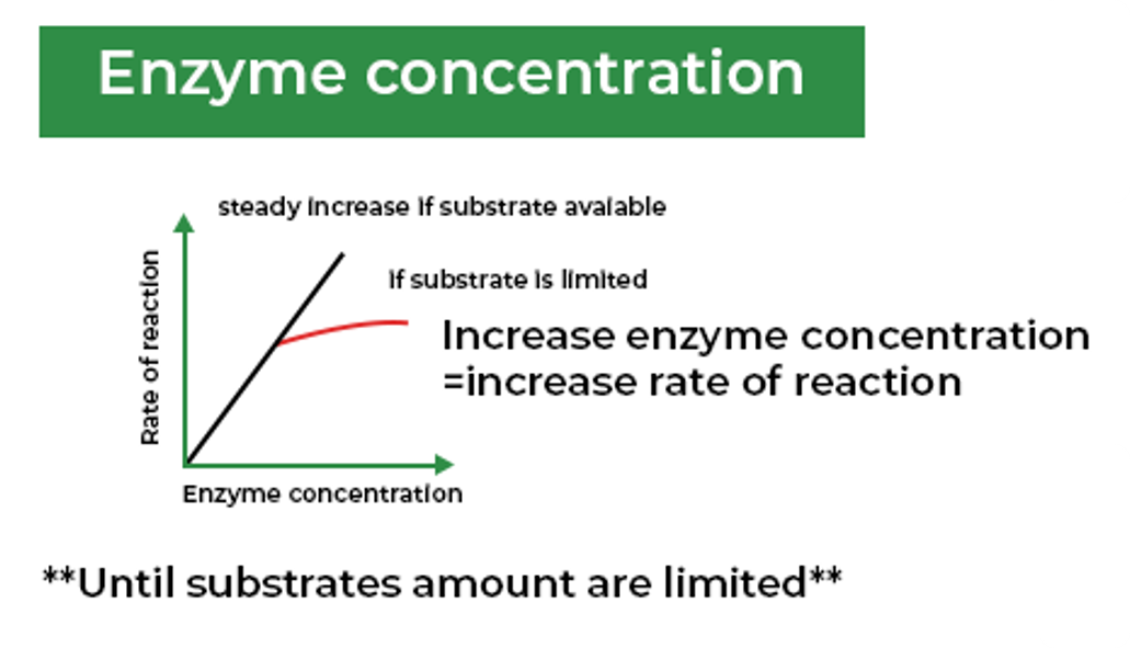 enzyme concentration