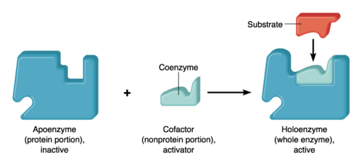 how vitamin act as coenzyme