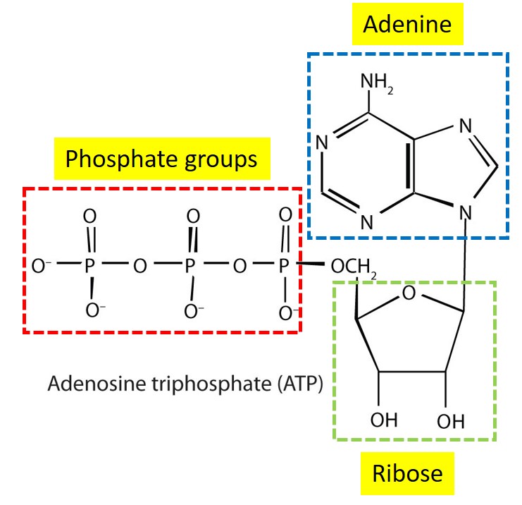 ATP structure