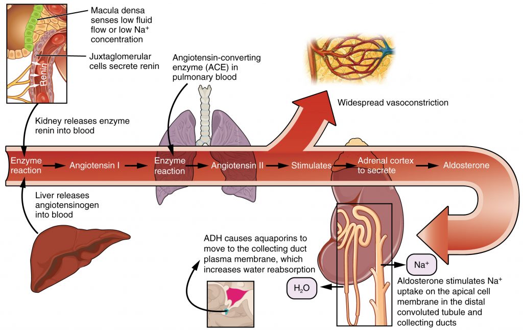 Perioperative Care; Fluid And Electrolyte