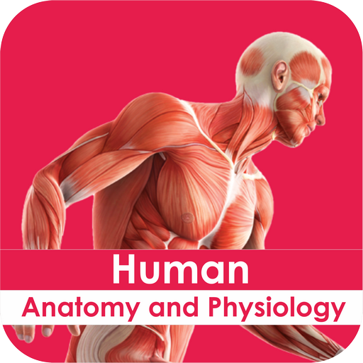 Anatomy And Physiology I