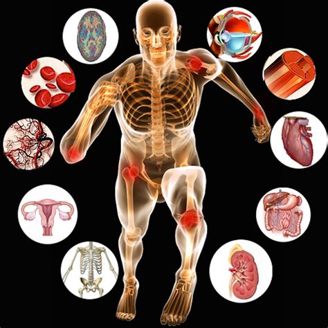 Anatomy And Physiology II